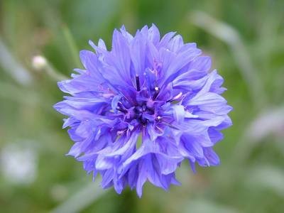 About Reiki and Deep Soul Healing. rsz rsz tender blue flower