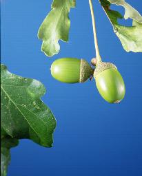 Blog. acorns and leaves