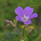 About Me and Contact Me. blue geranium