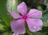 FAQ / Fees. pink flower